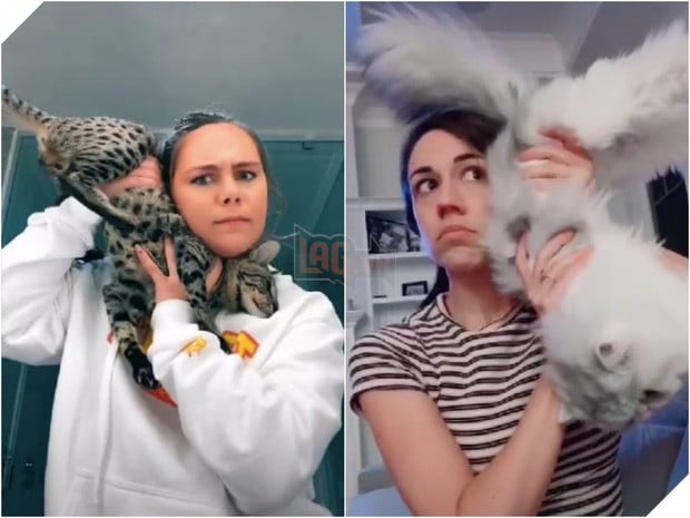 The Queen is coming - Người dùng TikTok đu trend nghe điện thoại bằng boss mèo: Các chuyên gia không thích điều này! - Ảnh 3.