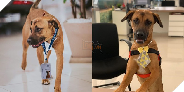  
Ngoại hình bảnh bao của chú chó rất được các khách hàng yêu mến. Ảnh: Instagram