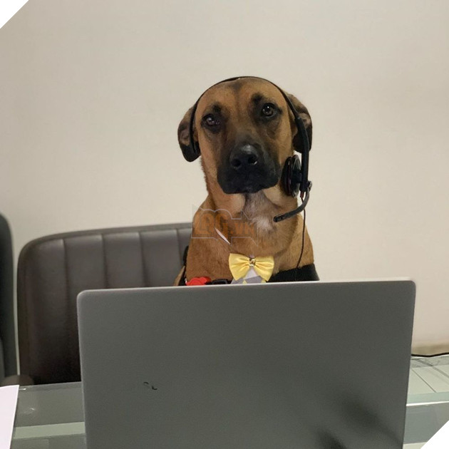  
Không chỉ đơn thuần đóng vai trò linh vật của showroom, Tucson còn được thăng cấp lên làm chuyên viên tư vấn. Ảnh: Instagram