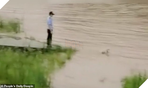 The police officer tried to stop the stray canine but the animal ran and jumped into the floodwaters, seemingly determined to save its baby as the picture shows the dog in the river