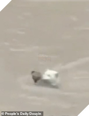 After noticing the other baby missing, the brave mother dog is seen immediately sprinting back into the swollen river