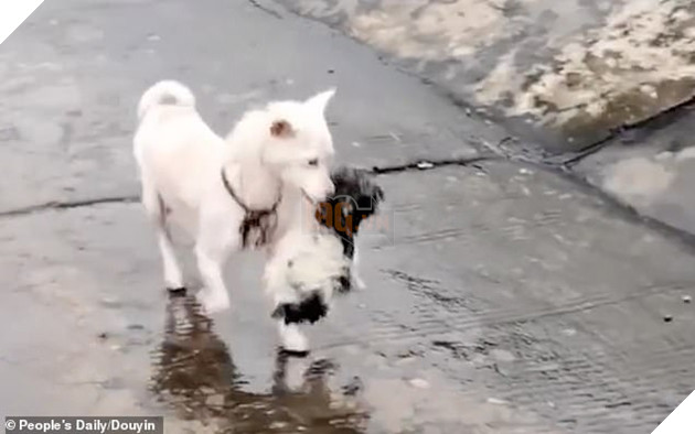 Residents are heard cheering and clapping as they watch the pair of dog returning to land