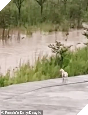 The dog and its five puppies were initially left stranded after their temporary shelter was swallowed by the rising tides