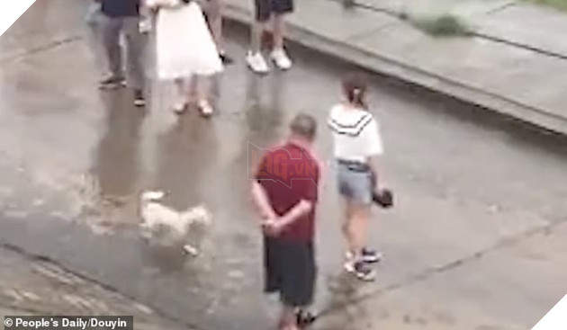 A local resident only managed to rescue the mother canine and four of the puppies as the floodwaters continued to surge. After noticing the other baby missing, the brave mother dog is seen immediately sprinting back into the swollen river as onlookers cheered and applauded