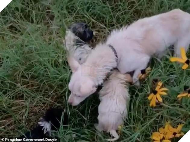 All the dogs are said to have been adopted by local residents following the event, according to Chinese media. The picture shows the stray dog with its puppies after the incident in China