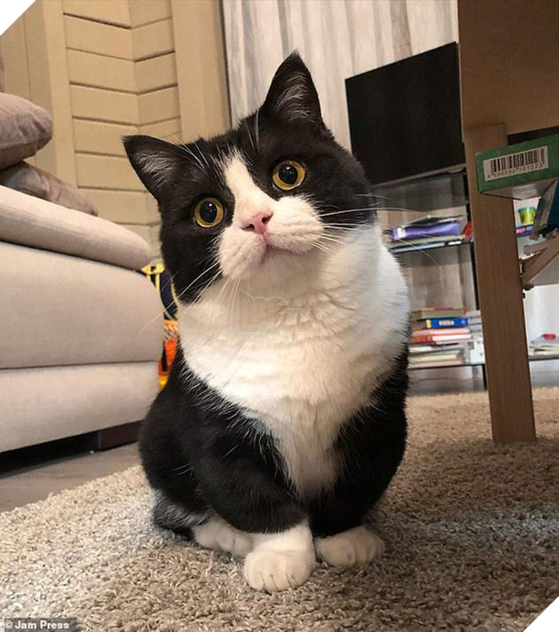 Chân ngắn tũn lại còn to ụ, boss mèo vẫn nổi rần rần trên MXH, đánh cắp trái tim của biết bao sen vì quá dễ thương - Ảnh 2.