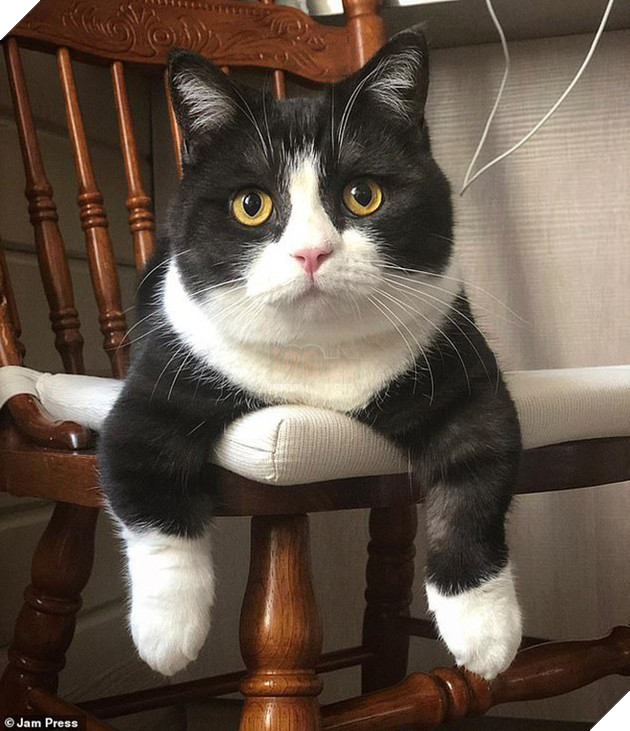 Chân ngắn tũn lại còn to ụ, boss mèo vẫn nổi rần rần trên MXH, đánh cắp trái tim của biết bao sen vì quá dễ thương - Ảnh 2.