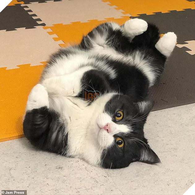 Chân ngắn tũn lại còn to ụ, boss mèo vẫn nổi rần rần trên MXH, đánh cắp trái tim của biết bao sen vì quá dễ thương - Ảnh 2.