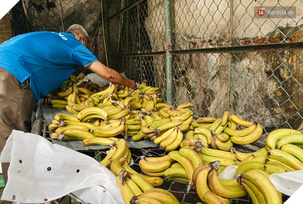Người Sài Gòn góp cả chục tấn rau củ cùng hàng tỷ đồng, cứu đói bầy thú ở Thảo Cầm Viên trong mùa dịch Covid-19 - Ảnh 4.