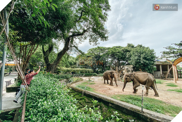 Người Sài Gòn góp cả chục tấn rau củ cùng hàng tỷ đồng, cứu đói bầy thú ở Thảo Cầm Viên trong mùa dịch Covid-19 - Ảnh 9.