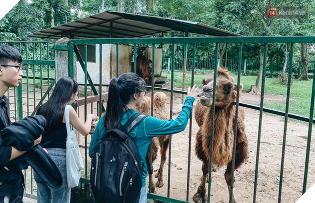 Người Sài Gòn góp cả chục tấn rau củ cùng hàng tỷ đồng, cứu đói bầy thú ở Thảo Cầm Viên trong mùa dịch Covid-19 - Ảnh 2.