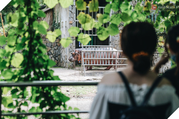 Người Sài Gòn góp cả chục tấn rau củ cùng hàng tỷ đồng, cứu đói bầy thú ở Thảo Cầm Viên trong mùa dịch Covid-19 - Ảnh 12.