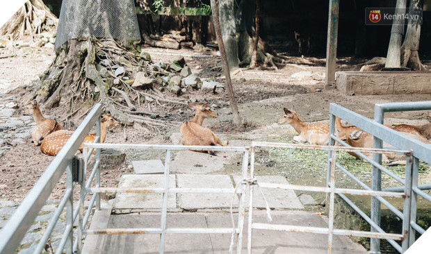 Người Sài Gòn góp cả chục tấn rau củ cùng hàng tỷ đồng, cứu đói bầy thú ở Thảo Cầm Viên trong mùa dịch Covid-19 - Ảnh 7.