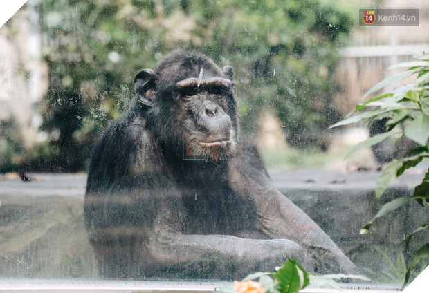 Người Sài Gòn góp cả chục tấn rau củ cùng hàng tỷ đồng, cứu đói bầy thú ở Thảo Cầm Viên trong mùa dịch Covid-19 - Ảnh 8.