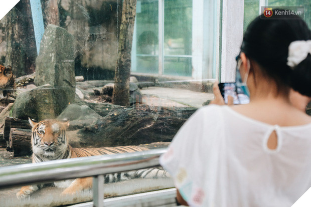 Người Sài Gòn góp cả chục tấn rau củ cùng hàng tỷ đồng, cứu đói bầy thú ở Thảo Cầm Viên trong mùa dịch Covid-19 - Ảnh 11.