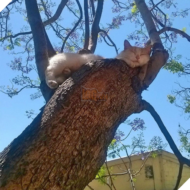 Bộ ảnh chứng minh nếu ngủ trên cây là nghệ thuật, thì bọn mèo là những nghệ sĩ đích thực - Ảnh 1.