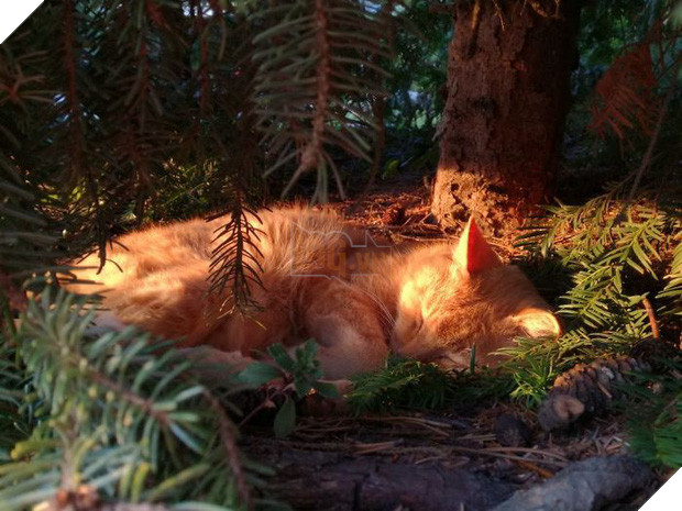 Bộ ảnh chứng minh nếu ngủ trên cây là nghệ thuật, thì bọn mèo là những nghệ sĩ đích thực - Ảnh 2.