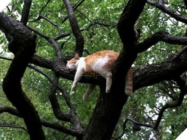 Bộ ảnh chứng minh nếu ngủ trên cây là nghệ thuật, thì bọn mèo là những nghệ sĩ đích thực - Ảnh 4.