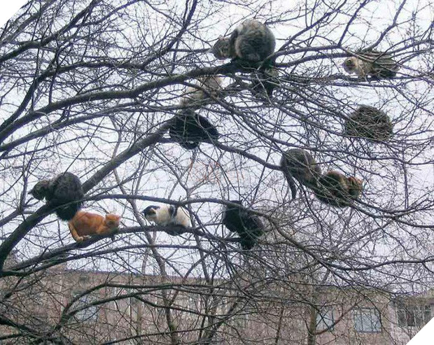 Bộ ảnh chứng minh nếu ngủ trên cây là nghệ thuật, thì bọn mèo là những nghệ sĩ đích thực - Ảnh 5.