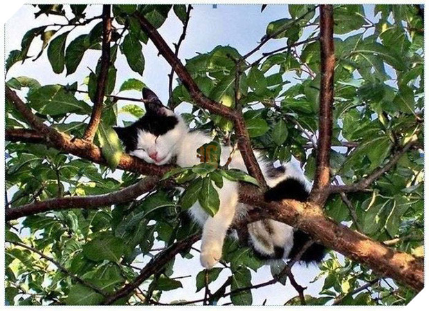 Bộ ảnh chứng minh nếu ngủ trên cây là nghệ thuật, thì bọn mèo là những nghệ sĩ đích thực - Ảnh 6.