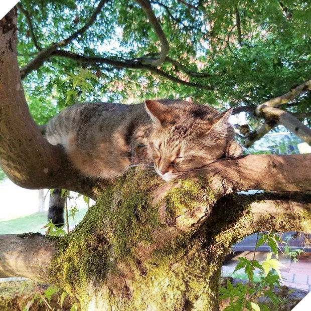 Bộ ảnh chứng minh nếu ngủ trên cây là nghệ thuật, thì bọn mèo là những nghệ sĩ đích thực - Ảnh 8.