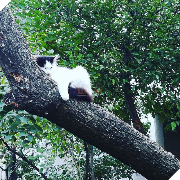 Bộ ảnh chứng minh nếu ngủ trên cây là nghệ thuật, thì bọn mèo là những nghệ sĩ đích thực - Ảnh 9.