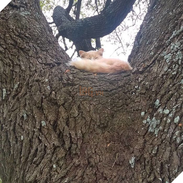 Bộ ảnh chứng minh nếu ngủ trên cây là nghệ thuật, thì bọn mèo là những nghệ sĩ đích thực - Ảnh 10.