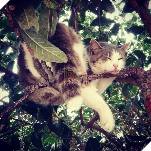 Bộ ảnh chứng minh nếu ngủ trên cây là nghệ thuật, thì bọn mèo là những nghệ sĩ đích thực - Ảnh 11.