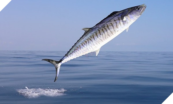 Đang đi thì mèo rơi trúng đầu, đang câu thì cá lao trúng ngực: Tai nạn thế này, tránh sao? - ảnh 2