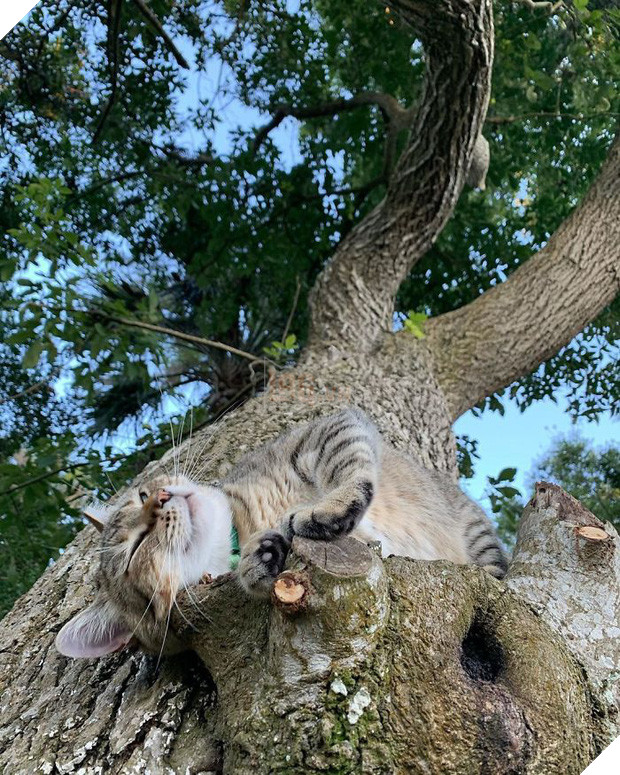 Bộ ảnh chứng minh nếu ngủ trên cây là nghệ thuật, thì bọn mèo là những nghệ sĩ đích thực - Ảnh 12.