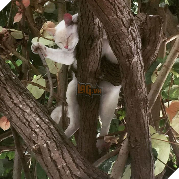 Bộ ảnh chứng minh nếu ngủ trên cây là nghệ thuật, thì bọn mèo là những nghệ sĩ đích thực - Ảnh 13.