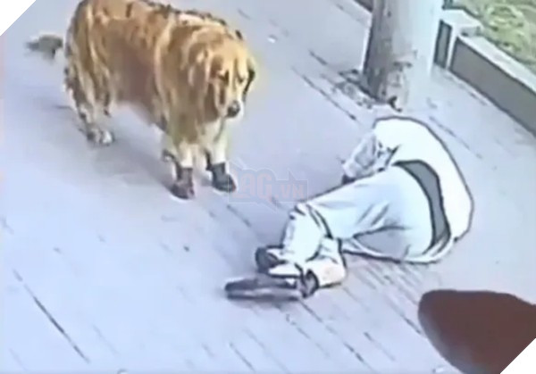 Đang đi thì mèo rơi trúng đầu, đang câu thì cá lao trúng ngực: Tai nạn thế này, tránh sao? - ảnh 1