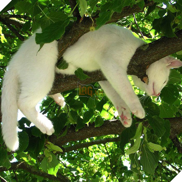 Bộ ảnh chứng minh nếu ngủ trên cây là nghệ thuật, thì bọn mèo là những nghệ sĩ đích thực - Ảnh 14.