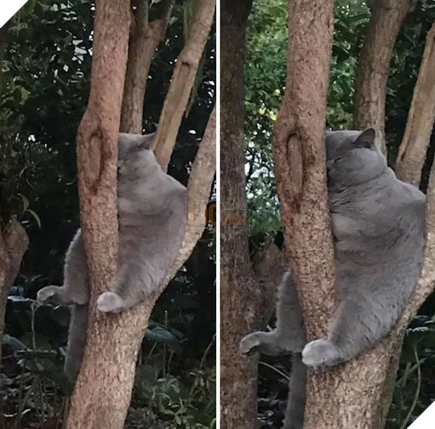 Bộ ảnh chứng minh nếu ngủ trên cây là nghệ thuật, thì bọn mèo là những nghệ sĩ đích thực - Ảnh 15.