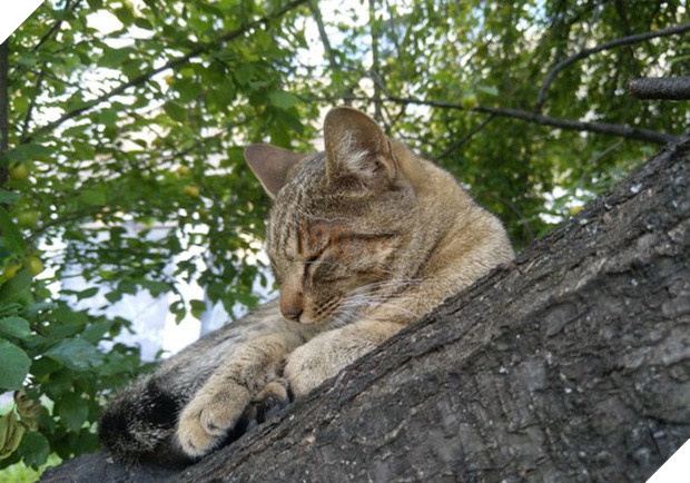 Bộ ảnh chứng minh nếu ngủ trên cây là nghệ thuật, thì bọn mèo là những nghệ sĩ đích thực - Ảnh 16.