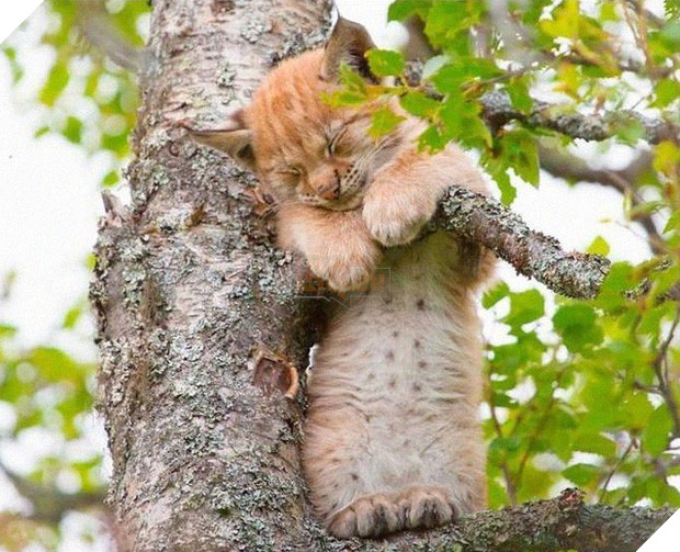 Bộ ảnh chứng minh nếu ngủ trên cây là nghệ thuật, thì bọn mèo là những nghệ sĩ đích thực - Ảnh 17.