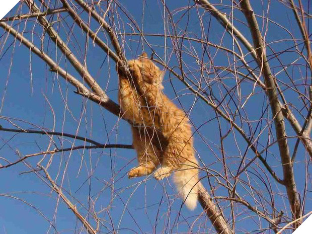 Bộ ảnh chứng minh nếu ngủ trên cây là nghệ thuật, thì bọn mèo là những nghệ sĩ đích thực - Ảnh 19.