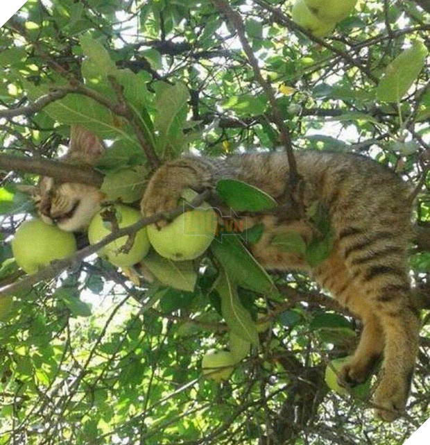 Bộ ảnh chứng minh nếu ngủ trên cây là nghệ thuật, thì bọn mèo là những nghệ sĩ đích thực - Ảnh 22.