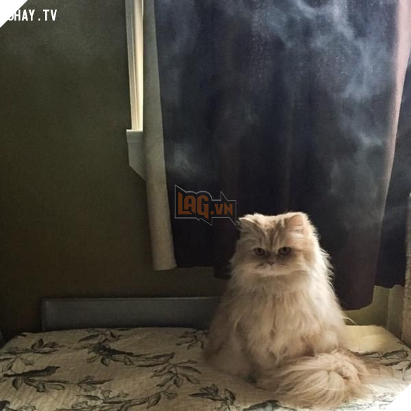 Những bức ảnh ma quái hại não và câu chuyện rùng rợn đằng sau Phần 2  3