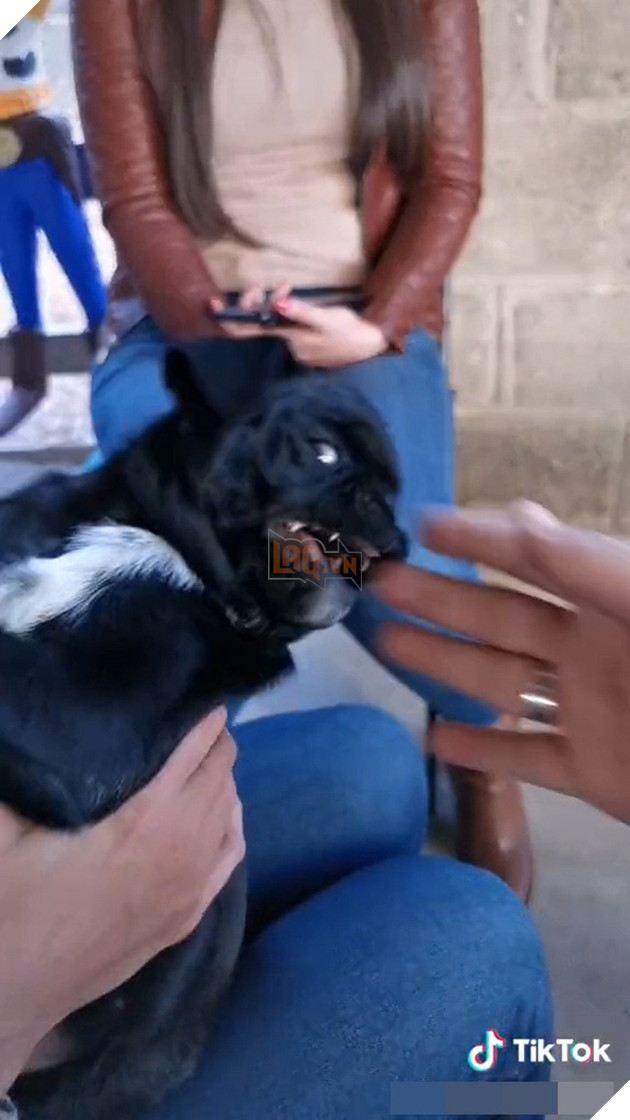 10 phút lướt TikTok, một thế giới kinh hoàng hiện ra: Bạo lực, tình dục và những nội dung xấu đội lốt video vô hại - Ảnh 6.