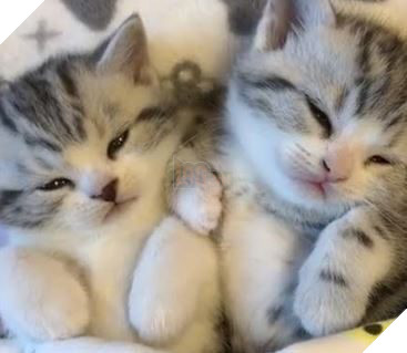 Tưởng vô hại nhưng TikTok là một thế giới nguy hiểm với rất nhiều mặt tối mà không phải ai cũng biết 2