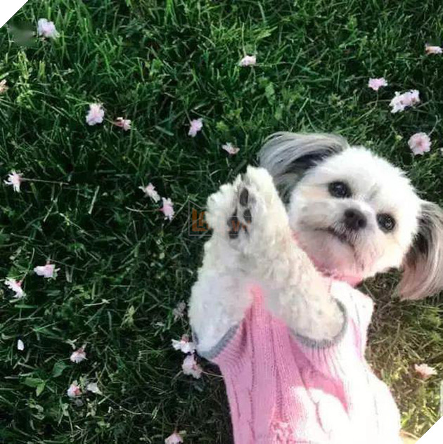 Gửi chó cưng cho bố trông hộ để đi làm, cô gái trở về ôm bụng cười với bộ dạng của con vật kèm theo câu chuyện &quot;dở khóc dở cười&quot; - Ảnh 2.