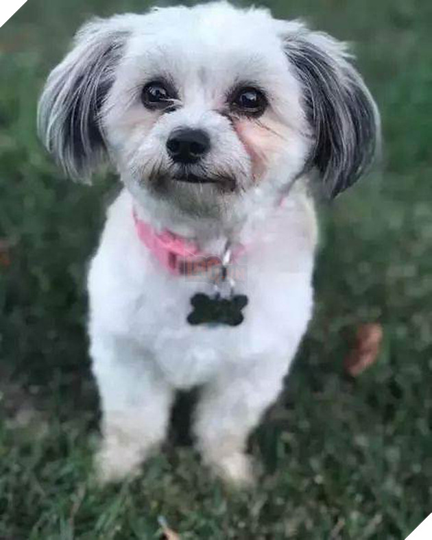 Gửi chó cưng cho bố trông hộ để đi làm, cô gái trở về ôm bụng cười với bộ dạng của con vật kèm theo câu chuyện &quot;dở khóc dở cười&quot; - Ảnh 2.