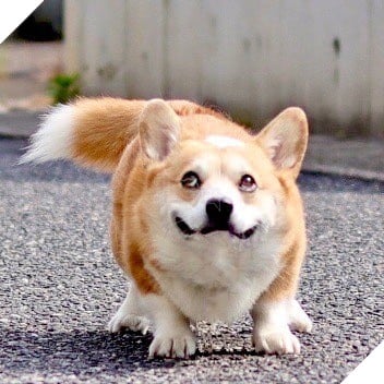 Gensaku: Idol mới nổi của làng chó Nhật, đáng yêu không kém Nguyễn Văn Dúi 9