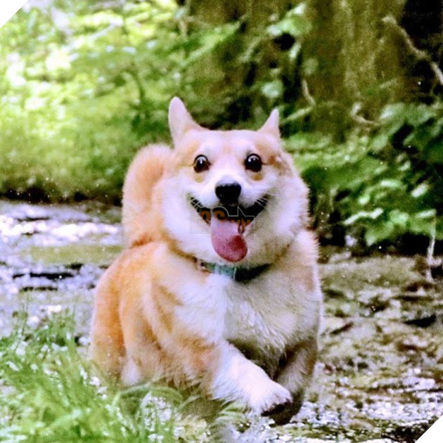 Gensaku: Idol mới nổi của làng chó Nhật, đáng yêu không kém Nguyễn Văn Dúi 6