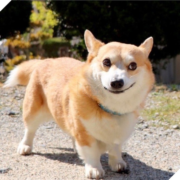 Gensaku: Idol mới nổi của làng chó Nhật, đáng yêu không kém Nguyễn Văn Dúi 5