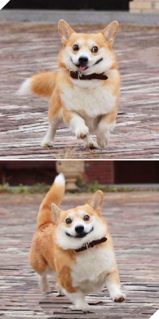 Gensaku: Idol mới nổi của làng chó Nhật, đáng yêu không kém Nguyễn Văn Dúi 4