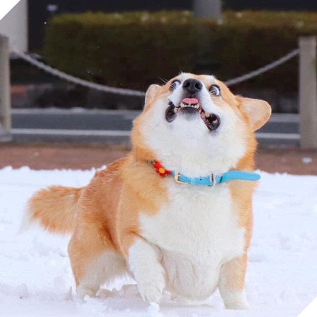 Gensaku: Idol mới nổi của làng chó Nhật, đáng yêu không kém Nguyễn Văn Dúi 7