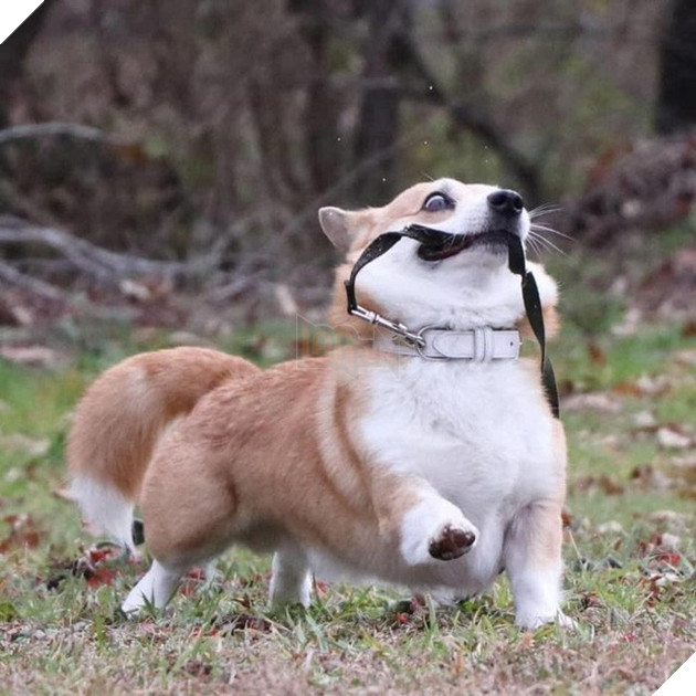 Gensaku: Idol mới nổi của làng chó Nhật, đáng yêu không kém Nguyễn Văn Dúi 14