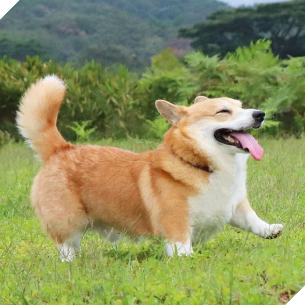 Gensaku: Idol mới nổi của làng chó Nhật, đáng yêu không kém Nguyễn Văn Dúi 25